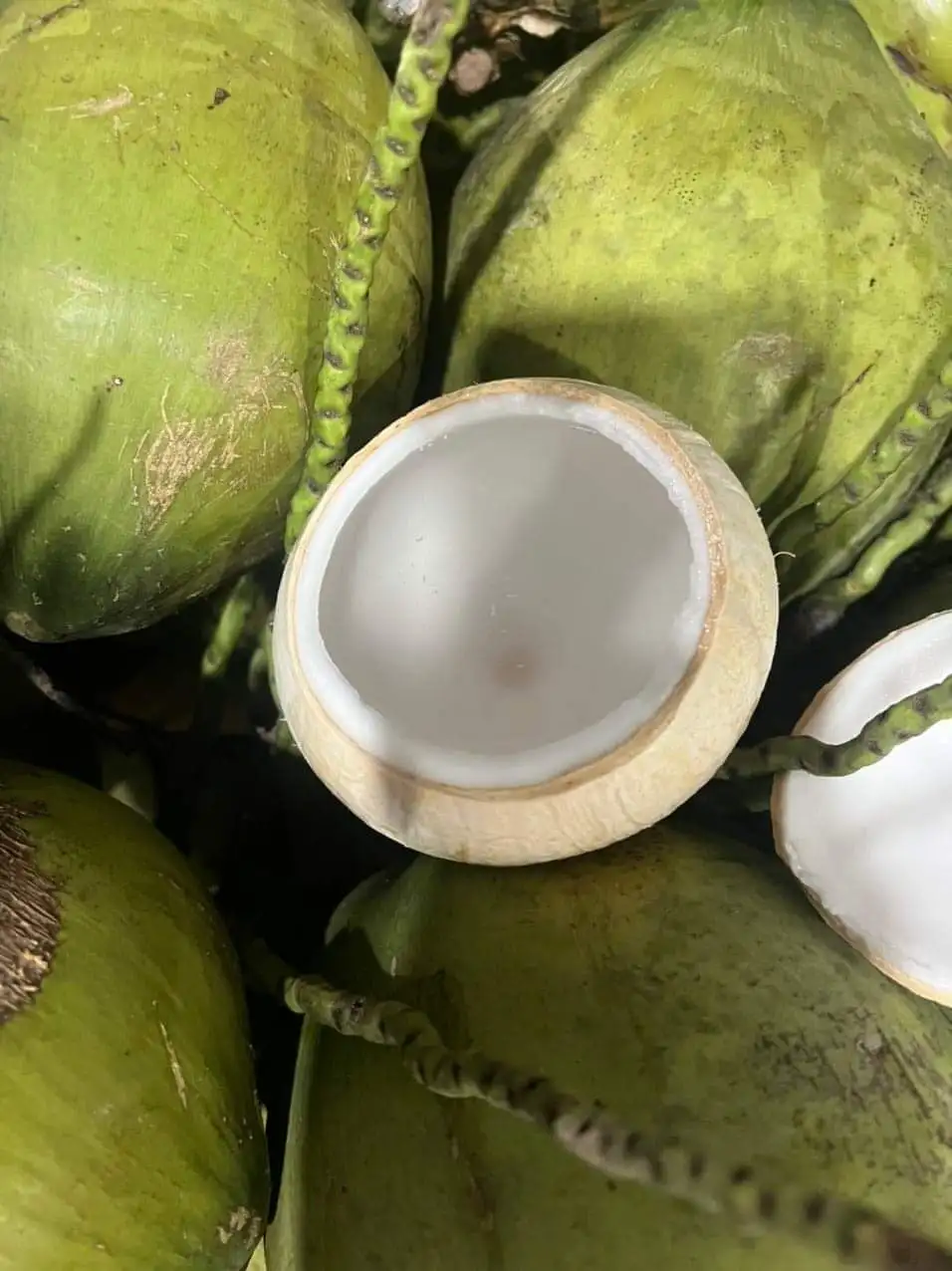 Factory price Coconut Young Coconut Easy to Open Fresh young Coconut with Pull High Quality 2023