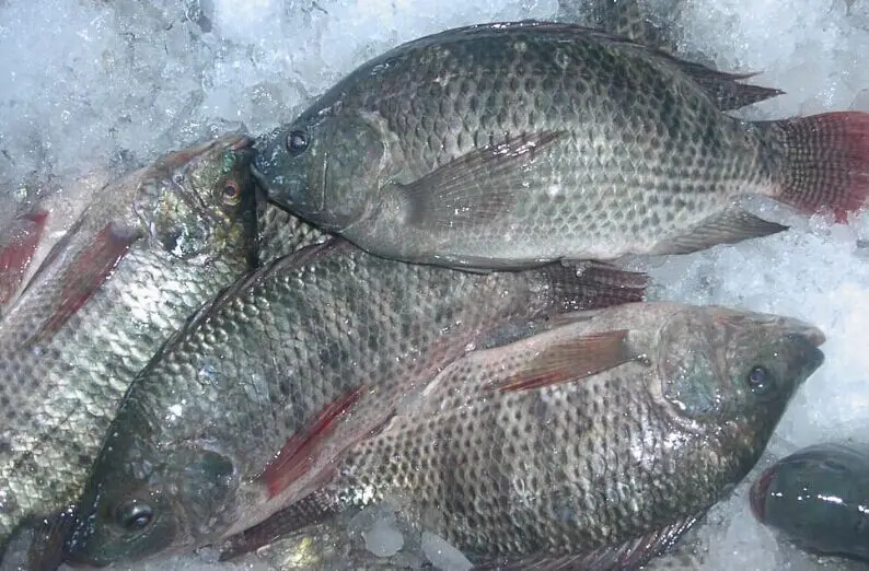 Frozen tilapia fish for sale in bulk with customized packing we sell at very low prices all over the world