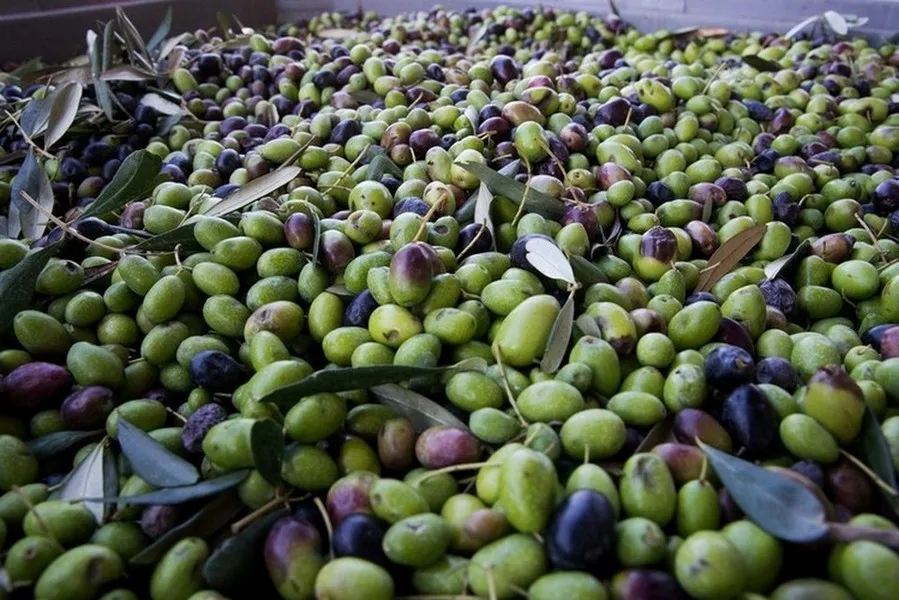 Made in Italy high quality 100% Italian olives classic taste extra virgin olive oil tin can