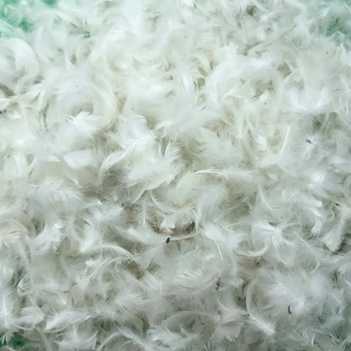 IDFL certified high cleanliness natural raw filling materials washed 2-4cm white goose feather