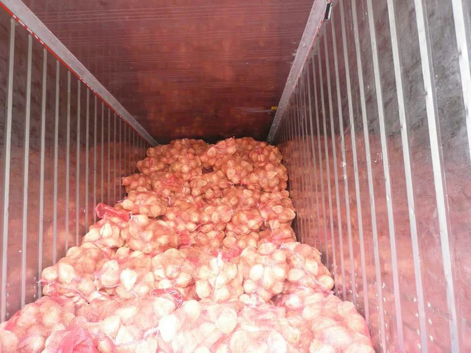 First Hand  Semi Husk Matured Coconut Available