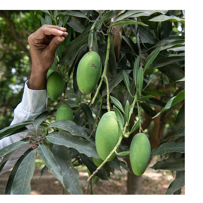 Export fresh quality Pakistani Mango Sindhri Fresh Mango from Pakistan OEM ODM customization logo for mango