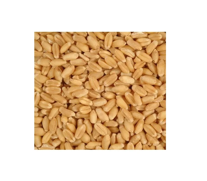 Wholesale Non GMO Emmer Hulled Wheat Grain Organic