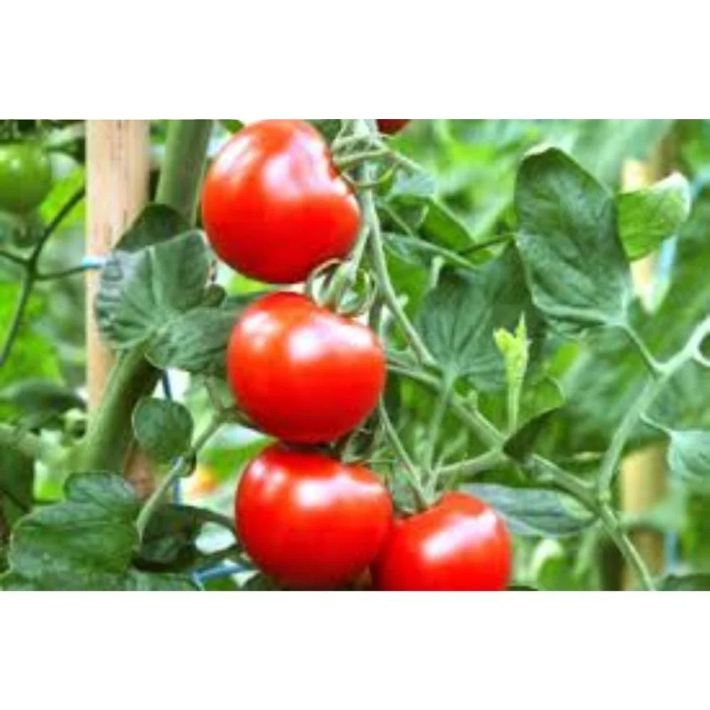 Round shape Tomato Roma VF   verity Tomato Roma VF   OP