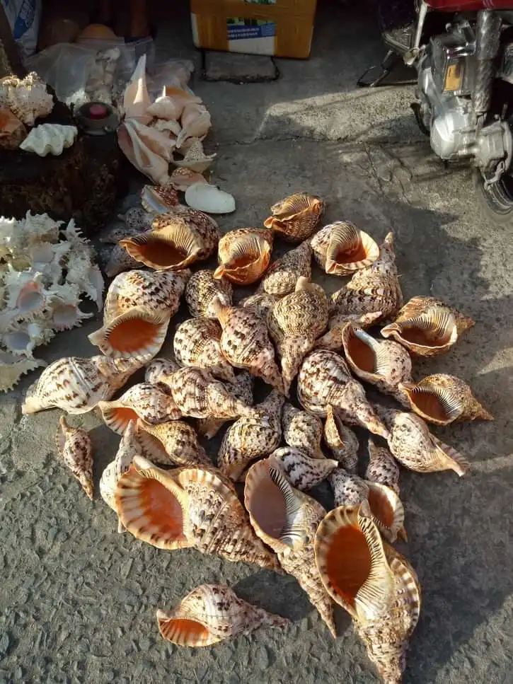 Queen large triton trumpet shells ocean collectible big size large natural empty seashells from Vietnam coastal beach