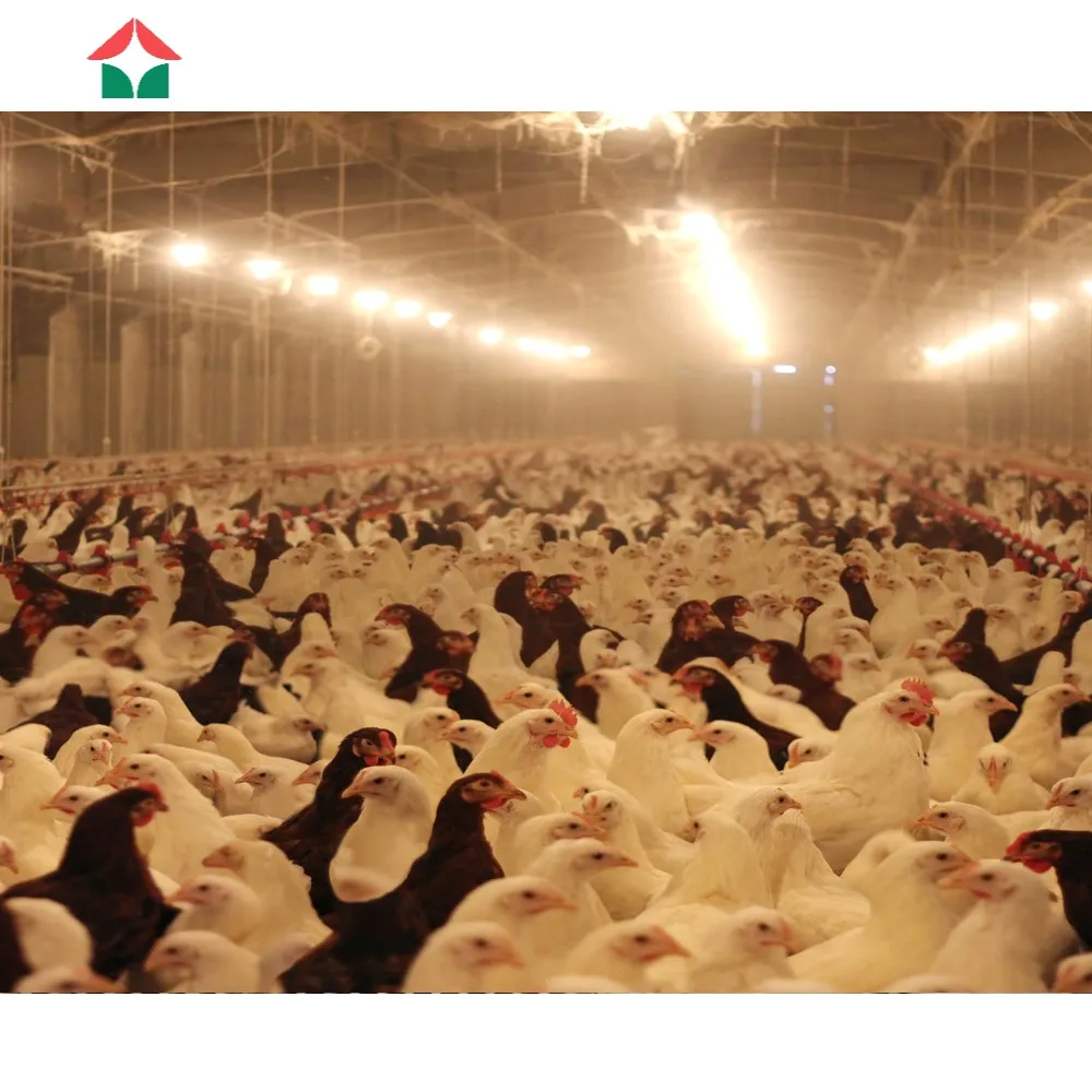 chicken farm equipment chicken house