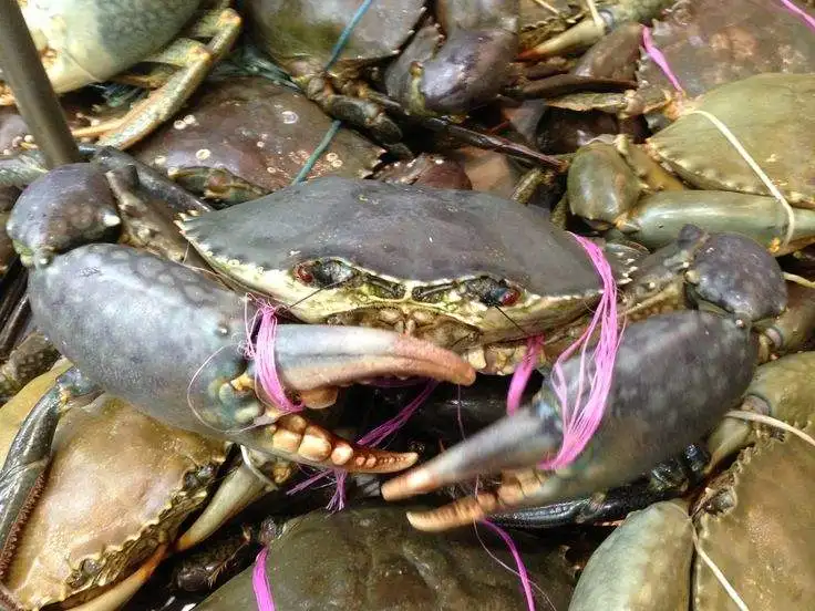 Кластеры снежных крабов 680 г замороженные/Аляска король-краб 6/9 in1kg снежный Краб 3л замороженные цельные креветки 20/30 полностью