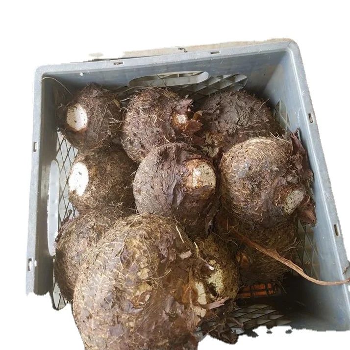 Finest High Quality Fresh Taro Good Price