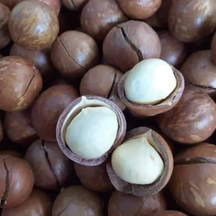 Macadamia Nuts Made Viet Nam Crop  High Quality Healthy And Delicious Manufacturing With Good Price Ms.Tina +84 96 871 5470