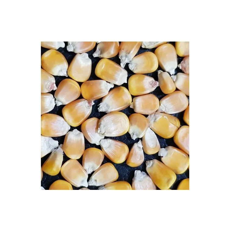 NON GMO Желтая Кукуруза для корма животных из Индии сушеная сухая низкая
