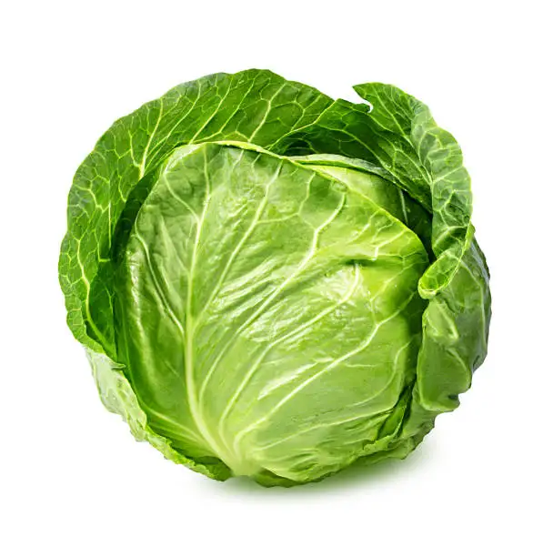 Top Selling Cabbage At Wholesale Prices From India