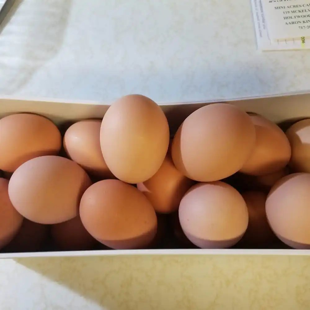 Large Fresh Brown 30 Eggs per Paper Tray /Fresh Brown Eggs 12 Trays per Carton  Wholesale Price / OEM