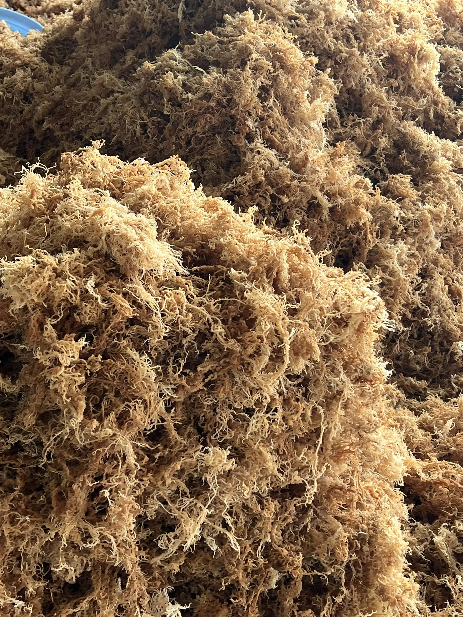 Natural Golden Seamoss /Jamaica Sea Moss / Irish Moss Sea Moss Gel For Producing Carrageenan Purity Cheap Price Vietnam Supplier