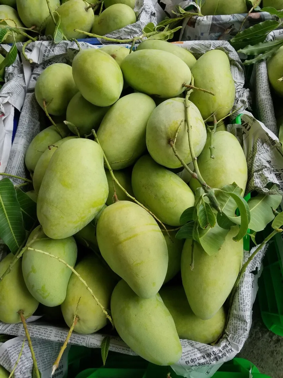 Cheap Price Fresh Mango Fruit From Vietnam / Fresh Mango High Quality Wholesale 2023