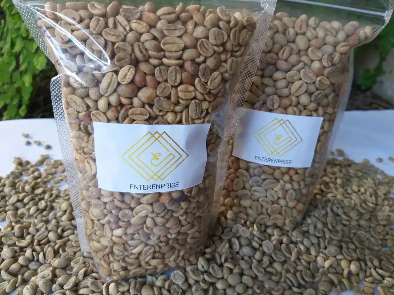 Green Bulk Arabica Coffee Beans / Brazilian Coffee Beans For Sale / Ethiopian Arabica Coffee Beans