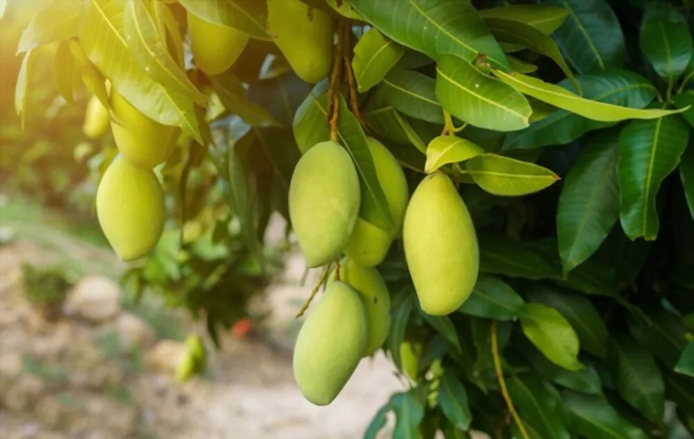 Wholesale Vietnam Fresh Fruit Export Organic Cultivation Good Taste Mango High Quality Export Standard