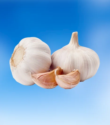 High quality dried white garlic new crop from Egypt 2023