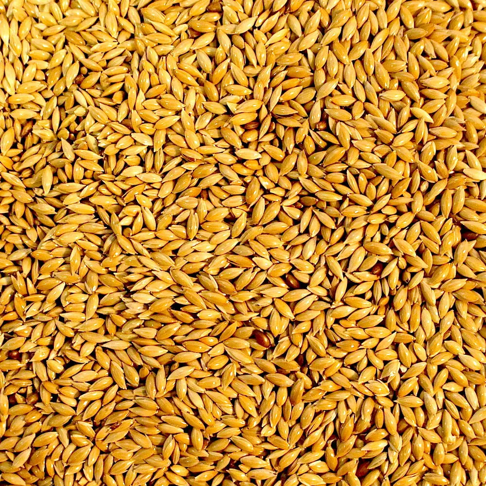 Buy Wholesale Canary Seeds Organic Canary Bird Seeds for Sale