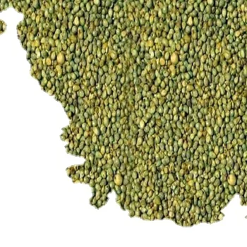 Green Millet Animal Feed Available for Export