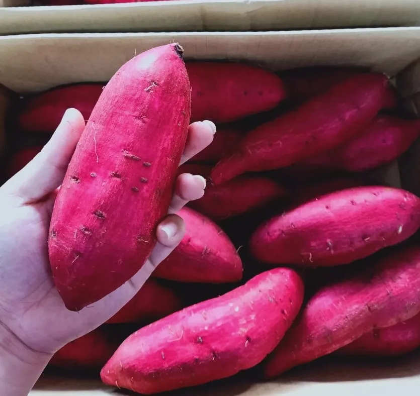 100% свежий фиолетовый сладкий картофель, конкурентоспособная цена, 100% свежий фиолетовый сладкий картофель, конкурентоспособная цена