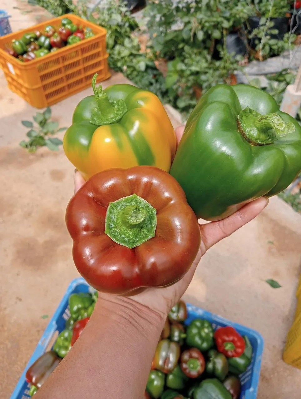 Capsicum/Fresh Red Bell pepper from Vietnam to the best price - standards in agricultural production from Dalat