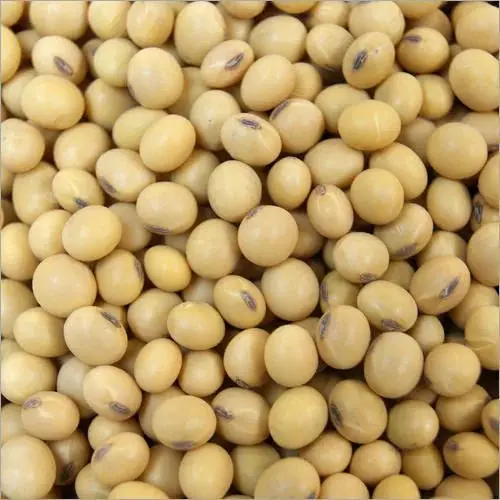 High Quality Non GMO Yellow Soybeans - Soybeans /Soya Bean (8.0mm) with High Quality Non Gmo High Quality Non GMO Yellow Soybean