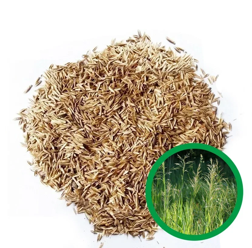 Wholesale high quality pasture forage grasses in bulk bromus herb seeds  for sale from perennial and annual herbs supplier