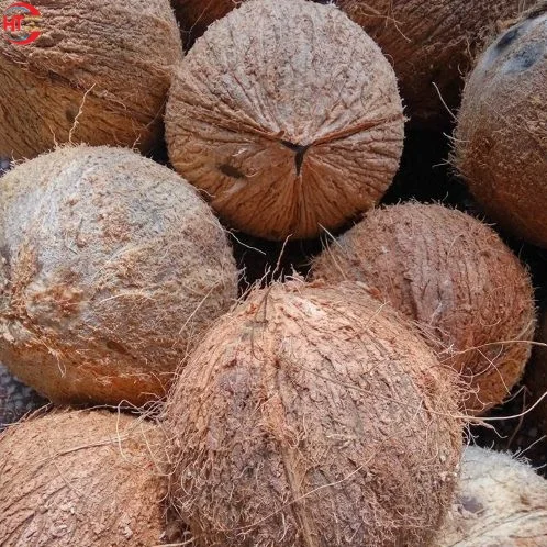 Convenient Use Vietnamese Export Sweet Organic Husked Fresh A Grade Young Coconut With Ring Pull (Shell Peeled & Polished)