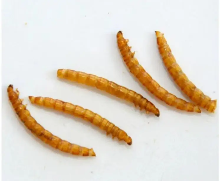 Meal worms 9.JPG