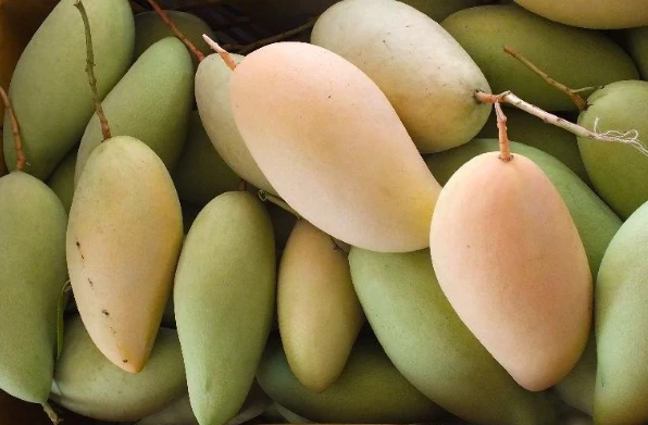 Свежий манго