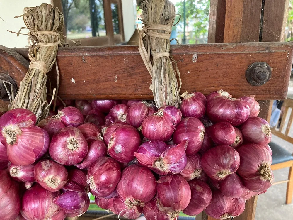 Thai Bawang Merah Thai Vegetable Fresh Red Shallot +66934602728 Onion Mesh Bag Good Grade Ready to Export from Thailand