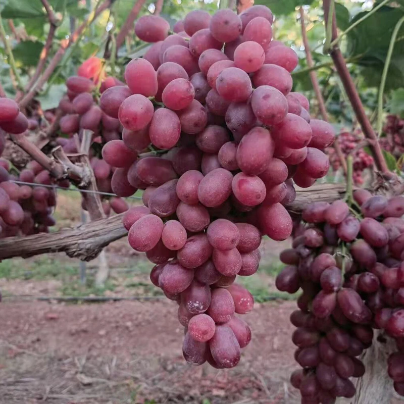 Quality Assured Natural Dry Grapes Wholesale Bulk Purchase in Thailand