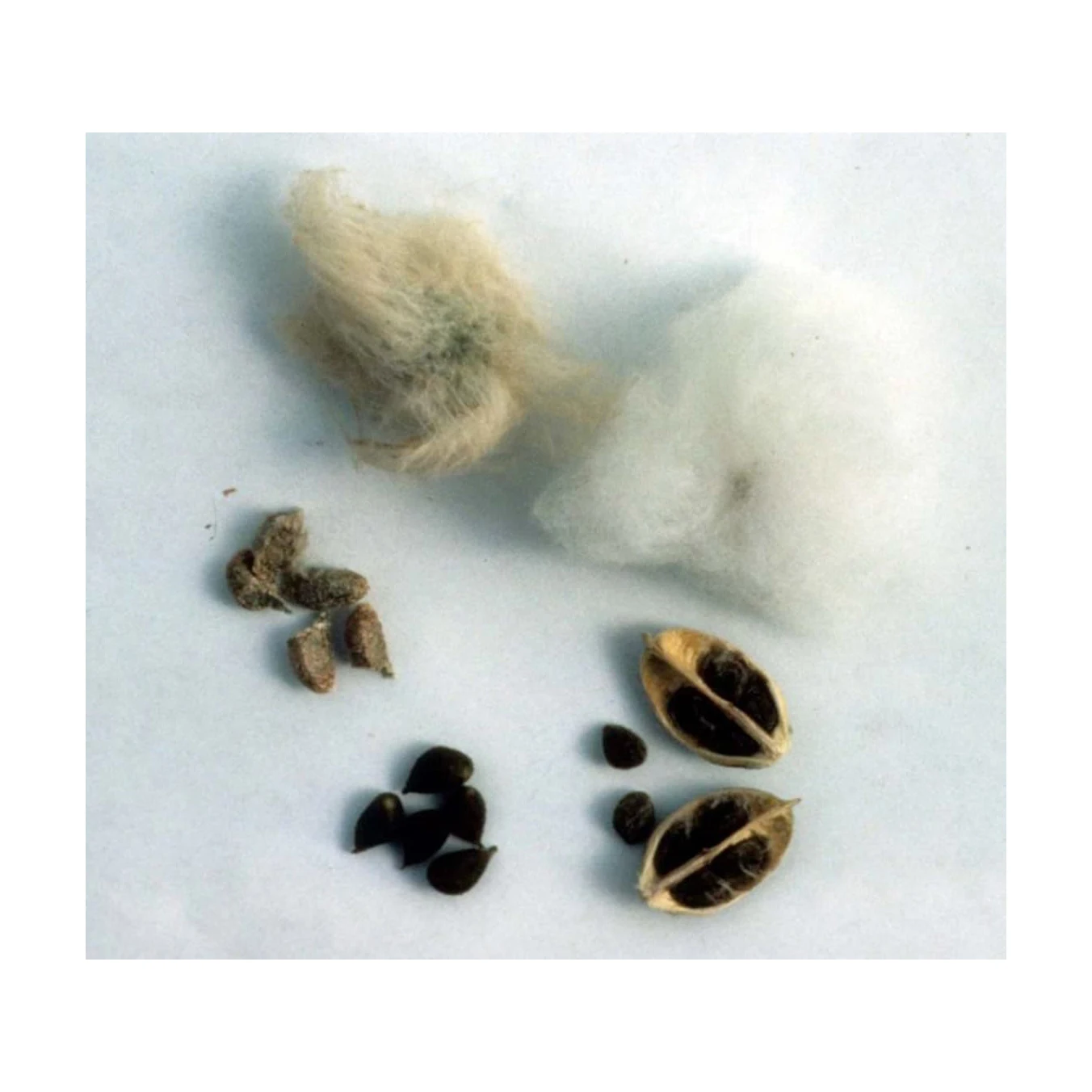 QUALITY COTTON SEEDS FOR SALE