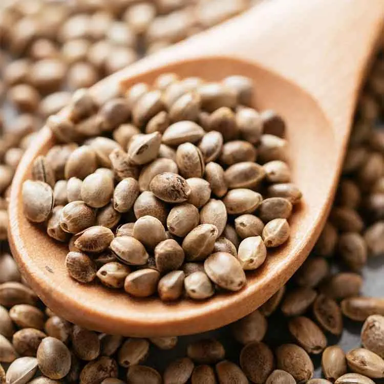 hot sale Buy Organic Hemp Seeds Premium Hemp Seed For Sale Online in High Feminized Hemp Seeds Bulk Wholesale Price best price