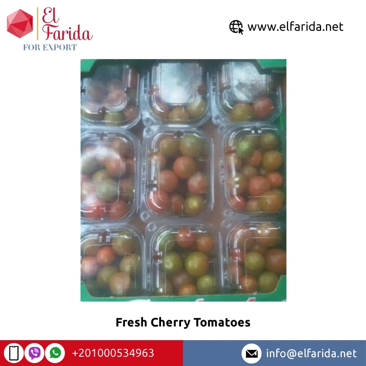 Egypt Origin Supplier Selling Best Quality Fresh Vegetables Products Fresh Cherry Tomatoes at Wholesale Market Price