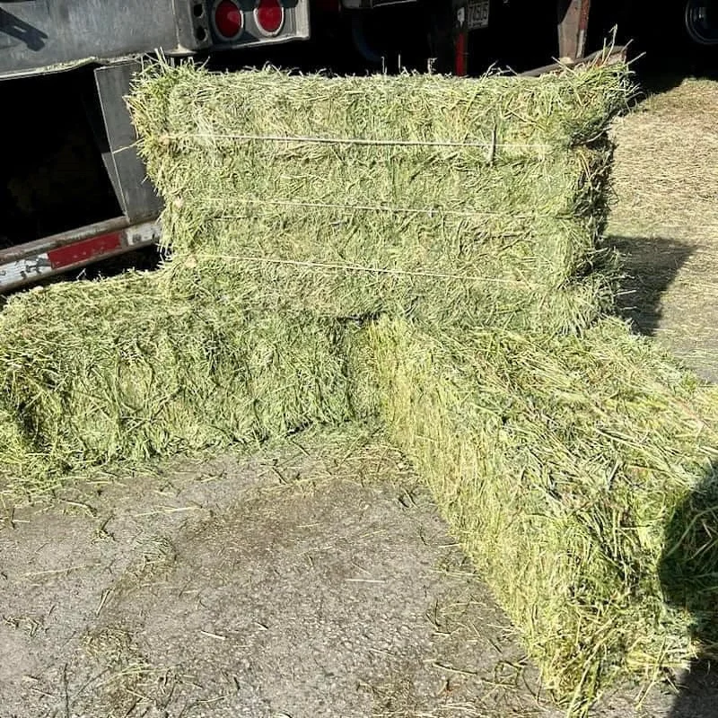 Buy High-Quality Alfalfa and Timothy Hay - Affordable Prices and Fast Shipping for Bulk Animal Feed Needs