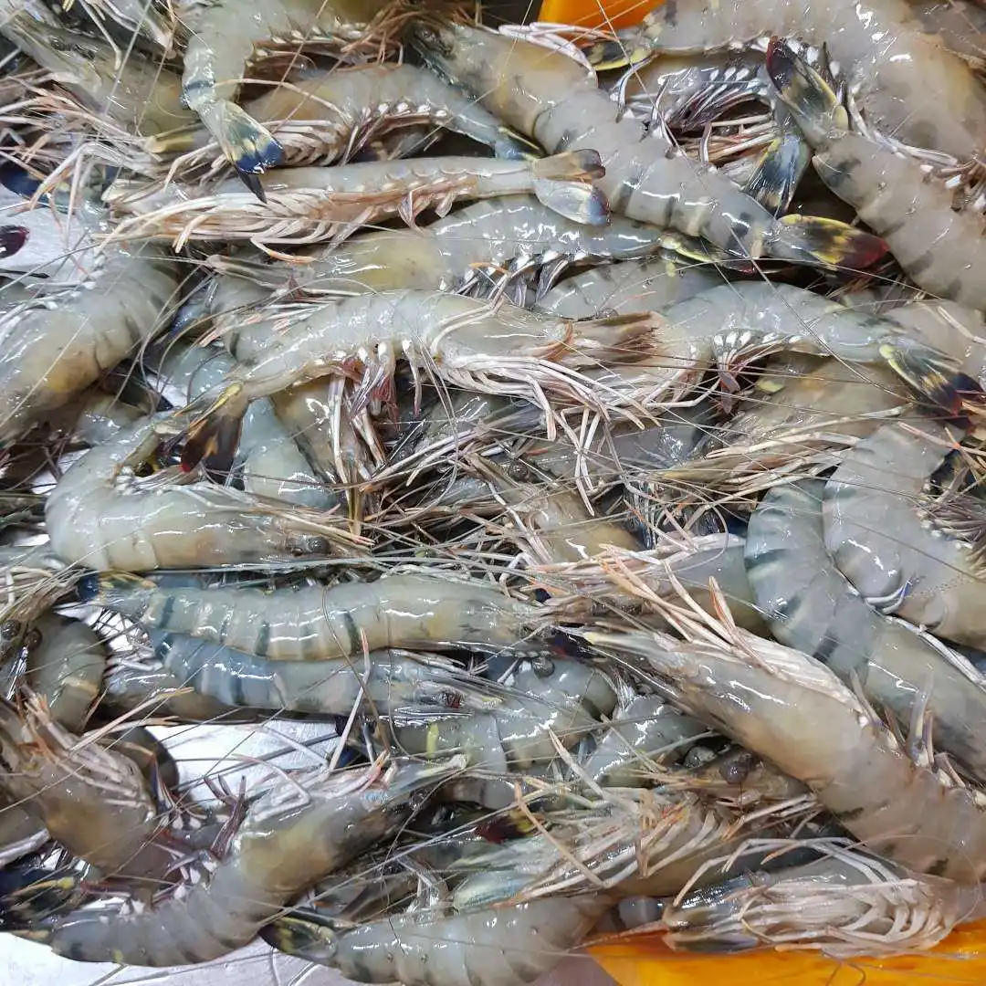 High Quality Black Tiger Hoso Vannamei Shrimp Best Price