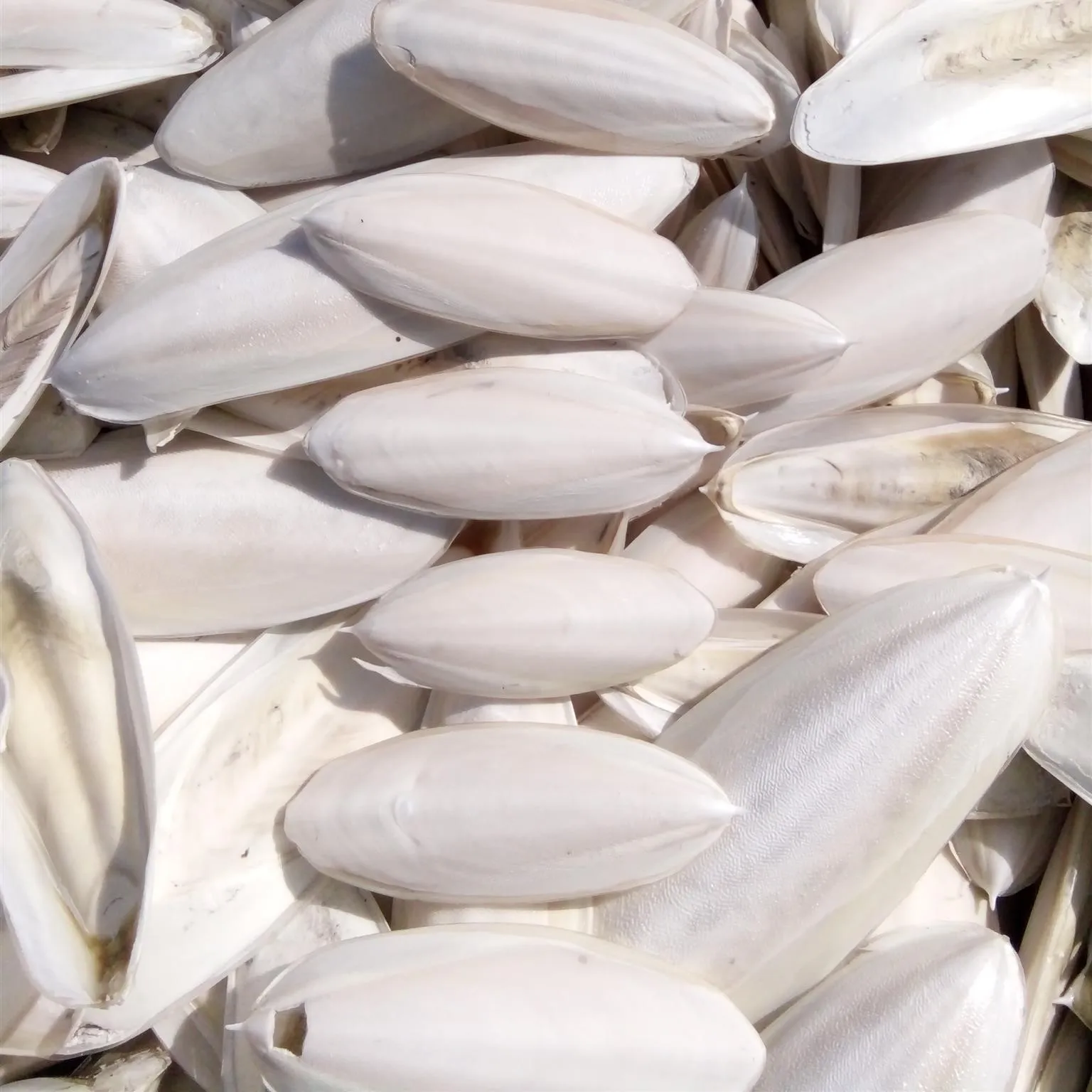 Ranova High Quality Cuttlefish Bone Cuttlebone 100% Natural Cuttlefish Bone From VietNam