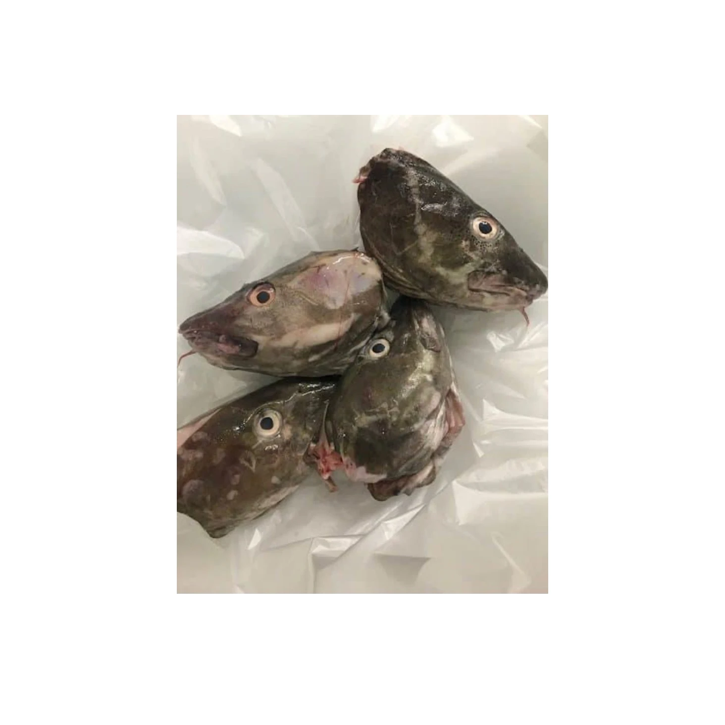 Frozen Cod Heads 100% Export Quality Salmon Fish