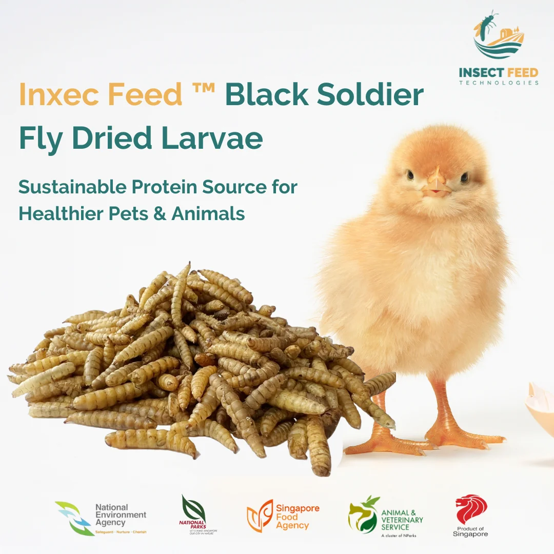 Wholesale High Protein Natural Black Soldier Fly Dried Larvae for Animal Fish Chicken Poultry Pet Feed  Vital Fatty Amino Acid