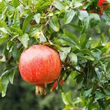 Fresh Pomegranate  natural worldwide  bulk supply