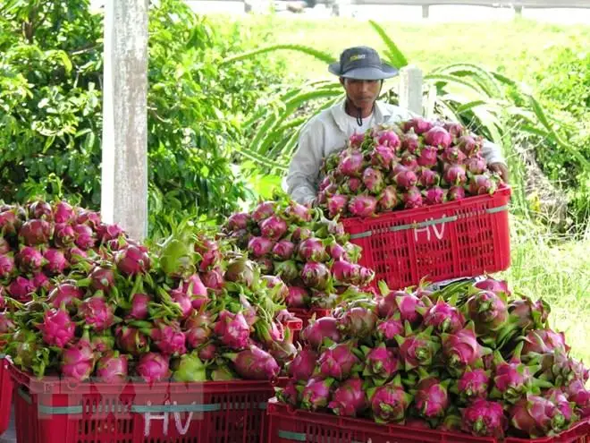 Dragon fruit price