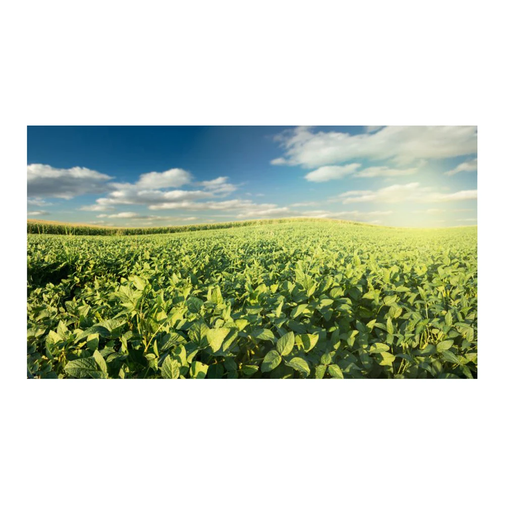 Non Gmo Soybeans / Soya Beans, Soy bean Seeds and Soya bean Seeds