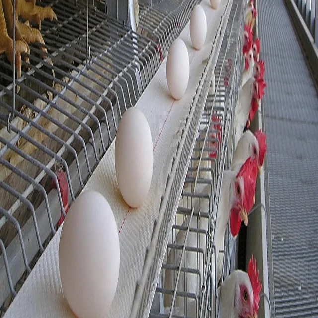 Factory Direct 100mm Poultry Egg Conveyor Belt for Egg Collection in Chicken Layer Hen Poultry Cages