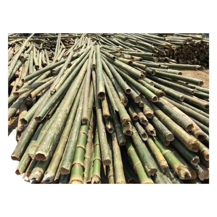 High Quality Viet FOA Cane Bamboo Pole for Plant Raw Materials Bamboo Sale Flower Hot Time Garden Support Feature Origin Cutting