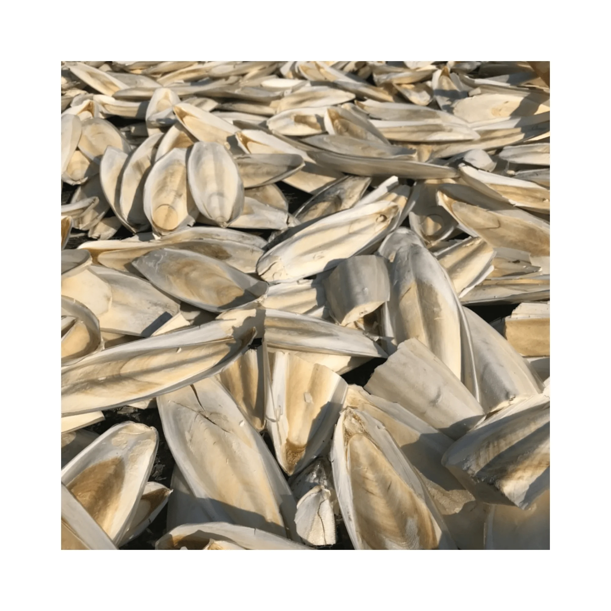 Dried Cuttlebone for bird / Cuttlebone Material supply in bulk Wholesales High quality and competitive price from 99GD