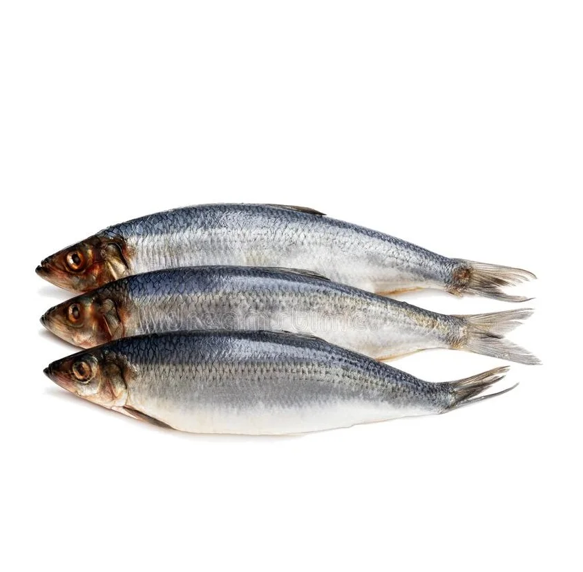 Best Quality Low Price Bulk Stock Available Of Frozen Herring Fish For Export World Wide From Germany