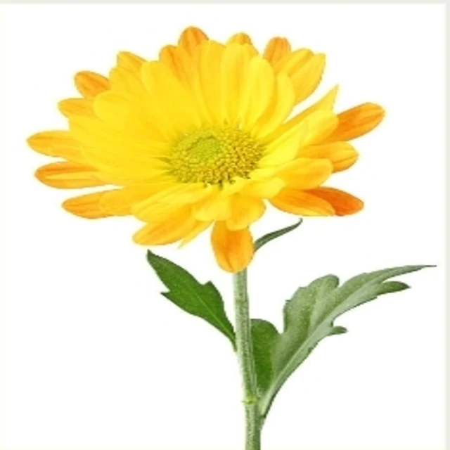Chrysanthemum Charm Mum Golden ChrysPetal MajestyChrysanthemum BlissAutumn GloryDelightFloralChrysanthemum Radiance Elegance