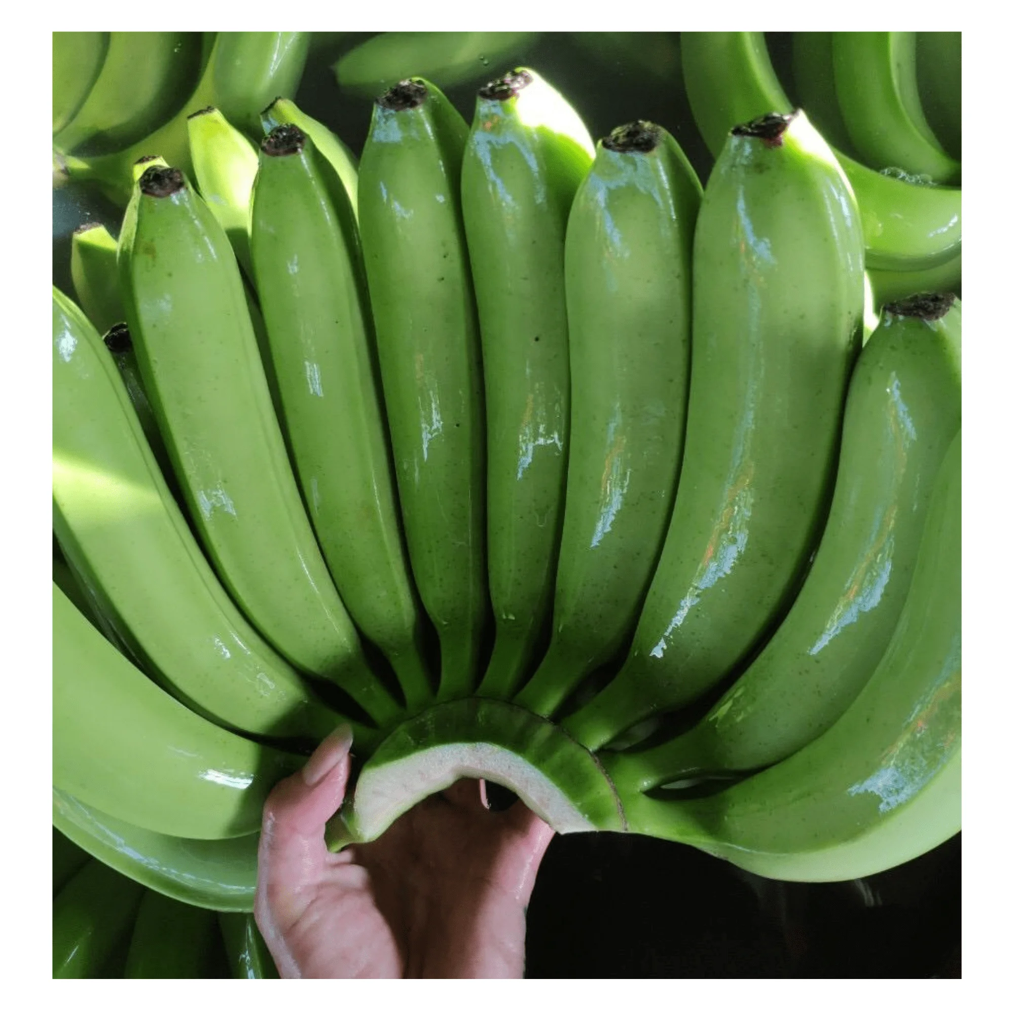 Tropical Banana Fresh Cavendish - Banana Type Fresh Fruit Cavendish Banana with high quality and good price