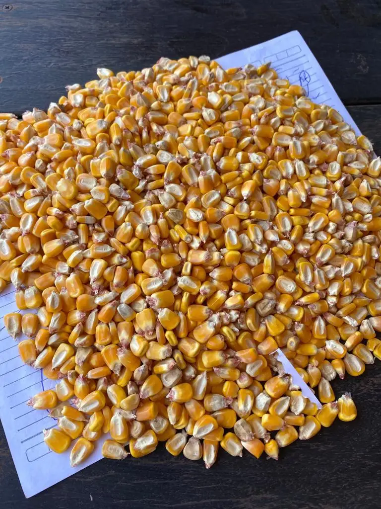 Natural dried yellow/white corn for livestock feed